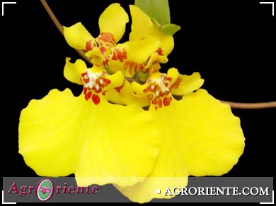 Orqudeas - Oncidium globuliferum